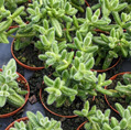 2.5" Delosperma Pickle Plant